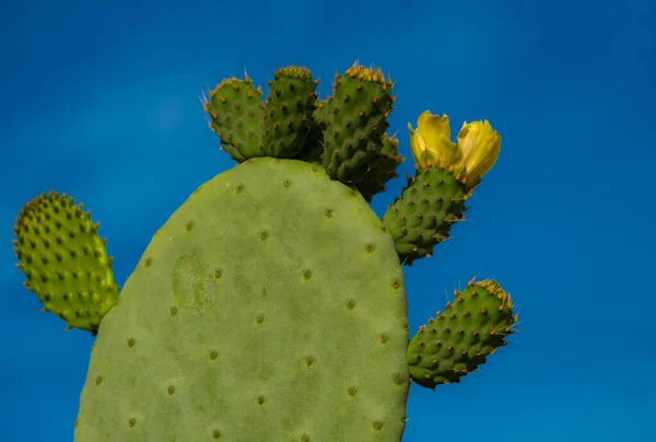 Kaktus Opuntia Auf Dem Blauen Himmelshintergrund Raum Für Text — Stockfoto