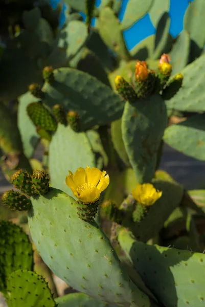Prickly Pear Cactus Bloom Flowers Prickly Pear Close Catalonia Spain — Stock Photo, Image