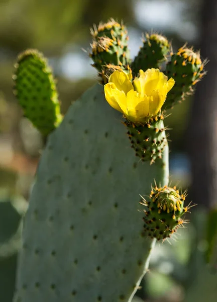 Cactus Fleurissant Avec Des Fleurs Jaunes Dans Nature Espagne — Photo
