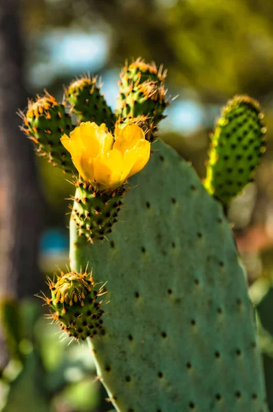 Cactus Poires Épineuses Aux Fruits Fleurs Jaunes — Photo