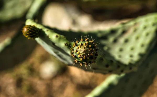 Kłujący Gruszkowy Kaktus Opuntia Ficus Indica Hiszpania — Zdjęcie stockowe