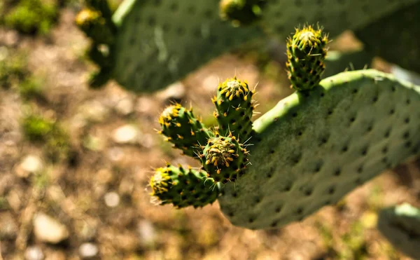 Prickly Pear Cactus Bloom Fleurs Poire Piquante Gros Plan Catalogne — Photo