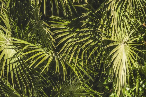 stock image Lush green tropical vegetation jungle with palm leaves. Tropical nature banner concept for wallpaper, travel, vacation