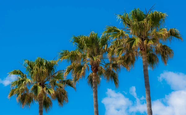 Beautiful tropical trees against sky. Tropical nature banner concept for wallpaper, travel, vacation