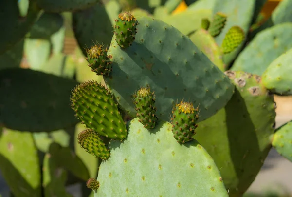 Opuntia Ficus Indica Kaktus Mit Jungen Früchten — Stockfoto