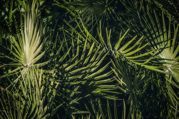 Tropické Palmové Listy Zahradě Zelené Listy Tropické Lesní Rostliny Pro — Stock fotografie