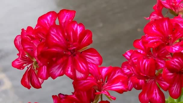 外面的花盆里有红色的天麻花 天琴座的骨盆盛开 特写镜头下盛开的红鹤骨盆症 — 图库视频影像