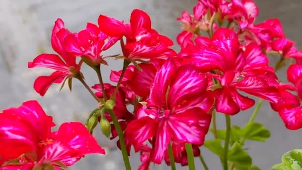 赤い花ペルゴニウムが風に揺れている — ストック動画