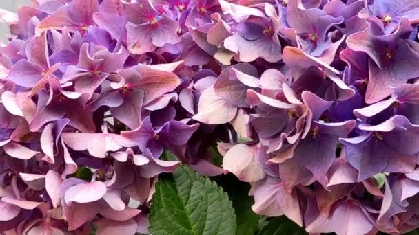 Λουλούδια Μπαλκόνι Ορτανσία Μακρόφυλλα Άνθη — Αρχείο Βίντεο