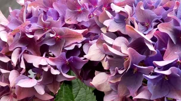 Purple Hydrangea Flowers Balcony Flowers Hydrangea Macrophylla Flowers — Αρχείο Βίντεο