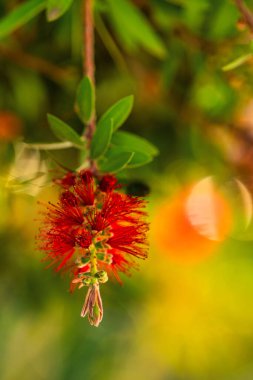 Kırmızı şişe fırçası çiçeği. Şişe fırçası ya da Küçük John Cüce Callistemon. Seçici odaklanma, bulanık arkaplan, kapat. Boşluğu kopyala