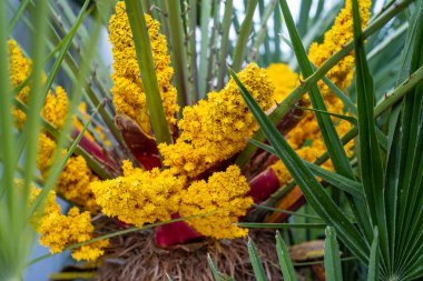 Çiçek açan palmiye ağaçları. Ağaçtaki sarı tropik çiçekler. Katalonya 'da güneşli bir yaz günü