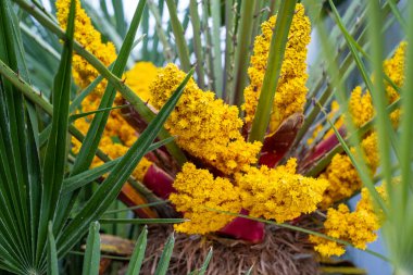 Çiçekli palmiye ağacı. Palmiye ağacı çiçek açar.