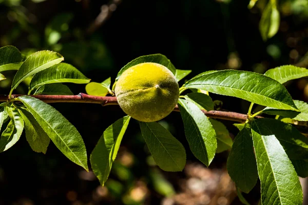 Зеленый Персик Ветке Зеленые Спелые Персиковые Плоды Ветке Окруженной Зелеными — стоковое фото