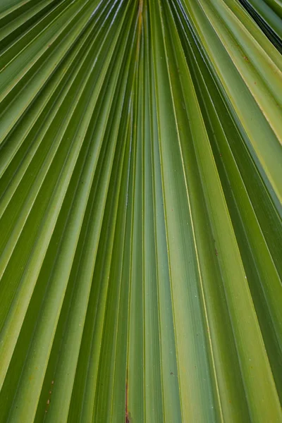 Palmiye Yaprağının Dokusu Kapat — Stok fotoğraf