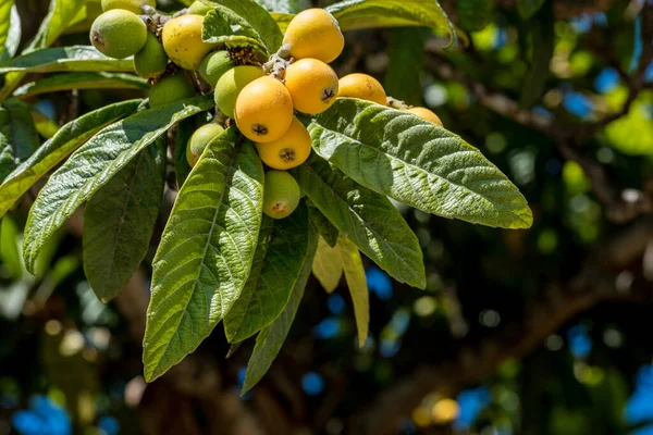 Плоды Локтя Eriobotrya Japonica Дереве Плоды Локва Ветке Листьями Домашнее — стоковое фото