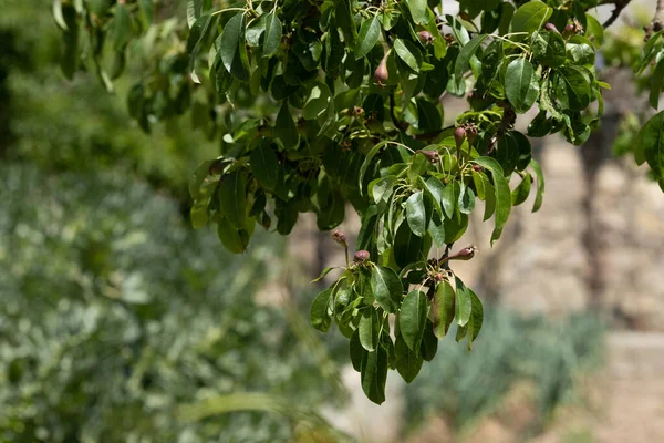 Pear Branch Young Fruits Spring Time Garden Selective Focus — Zdjęcie stockowe