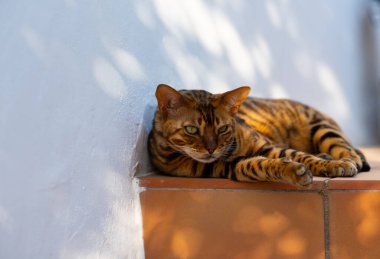 Evcil Bengal kedisi terasta dinleniyor. Arka bahçede sıcak güneşli bir yaz günü, Katalonya, İspanya