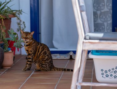 Bengal evcil kedisi sıcak yaz gününde balkonda dinleniyor.
