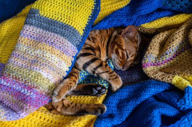 Evcil Bengal kedisi battaniyeye sarılmış kanepede dinleniyor.