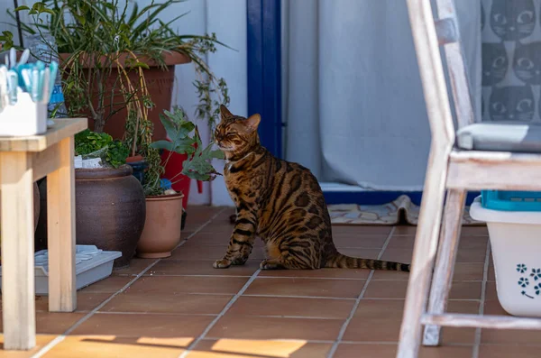 Bengalski Kot Domowy Spoczywa Balkonie Upalny Słoneczny Letni Dzień — Zdjęcie stockowe