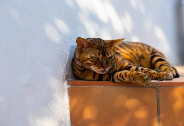 Domácí Bengálská Kočka Odpočívající Terase Horký Slunečný Letní Den Venku — Stock fotografie
