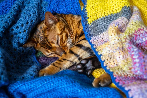 Κατοικίδια Bengal Γάτα Στηρίζεται Στον Καναπέ Τυλιγμένο Μια Κουβέρτα Φροντίδα — Φωτογραφία Αρχείου