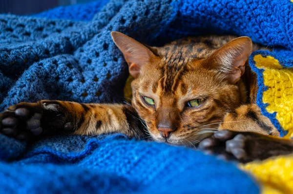 Gato Doméstico Bengala Descansando Sofá Envuelto Una Manta Cuidado Mascotas — Foto de Stock
