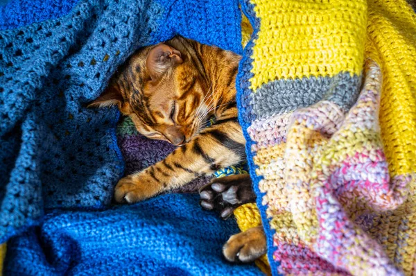 Doméstico Bengala Gato Descansando Sofá Envolto Cobertor Animais Estimação Cuidado — Fotografia de Stock
