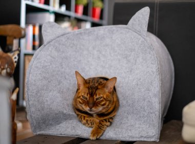 Bengal kedisi sıcak uyuyan evcil hayvan mağarasında dinleniyor. İskandinav tarzı, doğal renkler