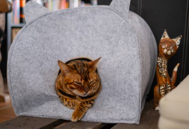 Bengal kedisi yumuşak keçeli yatakta uyumayı sever. İskandinav tarzı, doğal renkler