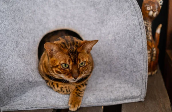 Bengálská Kočka Relaxuje Plstěné Teplé Jeskyni Pro Spící Mazlíčky Skandinávský — Stock fotografie