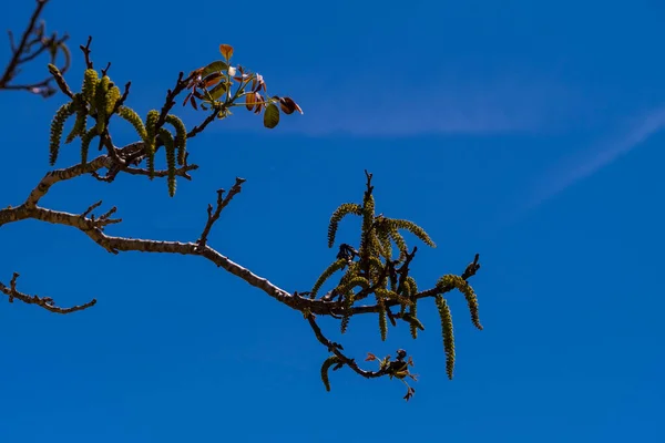 Blumen Eines Walnussbaums Vor Blauem Himmel — Stockfoto