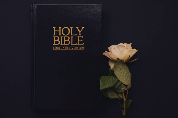 Holy Bible and white rose on the black background. Christian concept, copy space