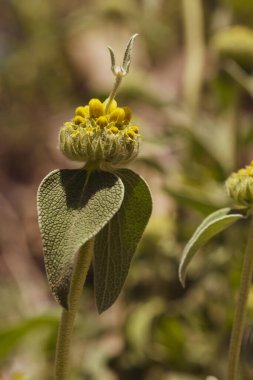 Phlomis fruticosa veya 