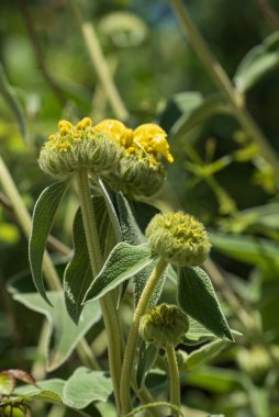 Güneşli bir bahar gününde dağlarda yetişen Phlomis fruticosa bitkisi. Katalonya, İspanya