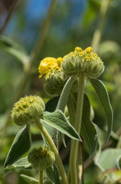 Kudüs 'ün bitkileri Sage, Phlomis Purpurea