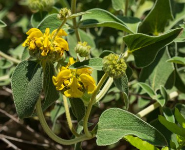 Phlomis fruticosa ya da 'Kudüs adaçayı' tomurcukları ve bulanık arkaplanda yapraklar