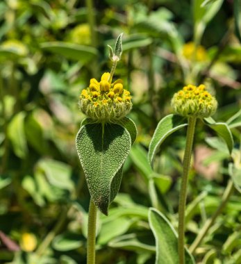 Güneşli bir bahar gününde dağlarda yetişen Phlomis fruticosa bitkisi. Katalonya, İspanya