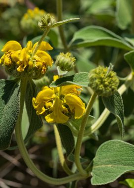 Phlomis fruticosa ya da 'Kudüs adaçayı' tomurcukları ve bulanık arkaplanda yapraklar