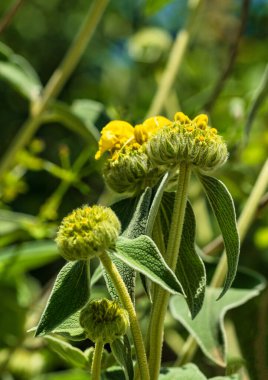 Güneşli bir bahar gününde dağlarda yetişen Phlomis fruticosa bitkisi. Katalonya, İspanya