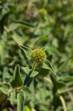 Phlomis fruticosa ya da 'Kudüs adaçayı' tomurcukları ve bulanık arkaplanda yapraklar