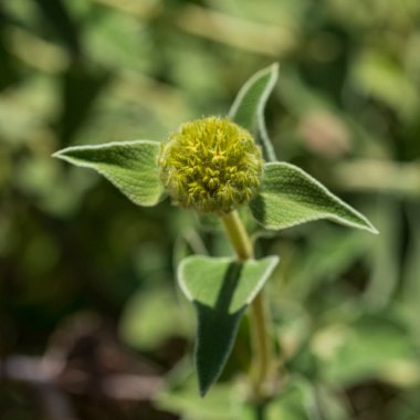Phlomis löcophracta yeşil yaprak yaprakları