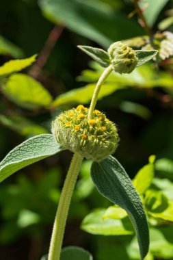 Phlomis fruticosa görünümlü Türk bilgesi de bazen Kudüs bilgesi olarak adlandırılır.