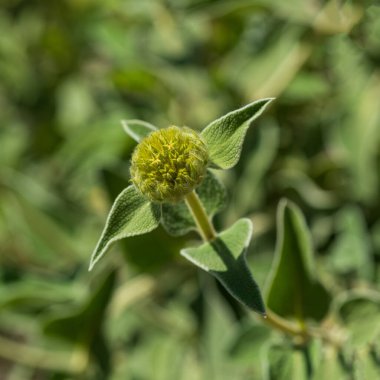 Phlomis fruticosa görünümlü Türk bilgesi de bazen Kudüs bilgesi olarak adlandırılır.
