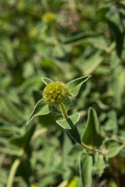 Phlomis fruticosa ya da 'Kudüs adaçayı' tomurcukları ve bulanık arkaplanda yapraklar