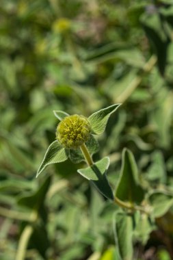 Phlomis fruticosa ya da 'Kudüs adaçayı' tomurcukları ve bulanık arkaplanda yapraklar