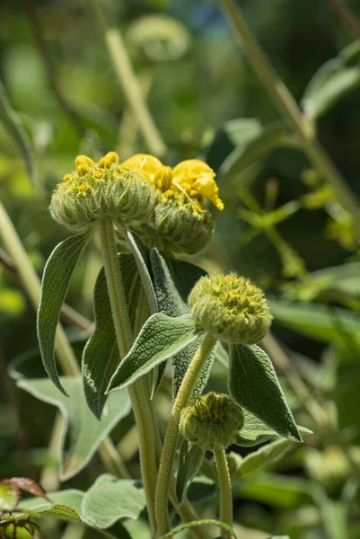 Güneşli bir bahar gününde dağlarda yetişen Phlomis fruticosa bitkisi. Katalonya, İspanya