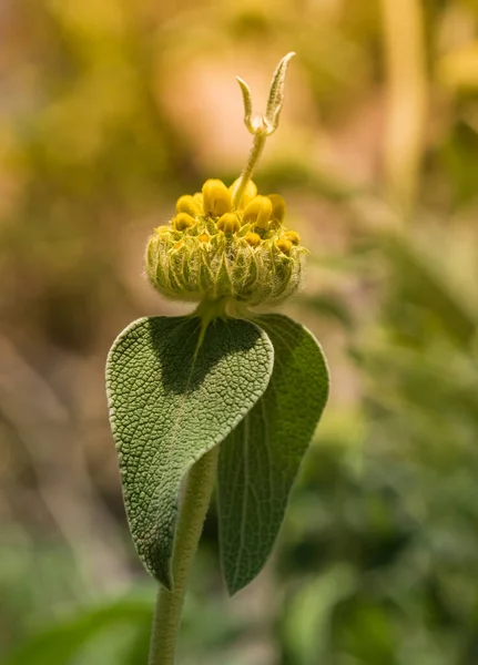 Phlomis Fruticosa Jerusalem Salie Knoppen Bladeren Wazige Achtergrond — Stockfoto