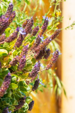 Plectranthus neochilus, Istakoz Bush olarak da bilinir. Yaz bahçesinde Plectranthus Neochilus 'un çiçeği. Katalonya, İspanya